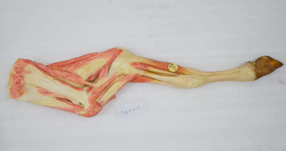muscles of fore limb of cow specimen