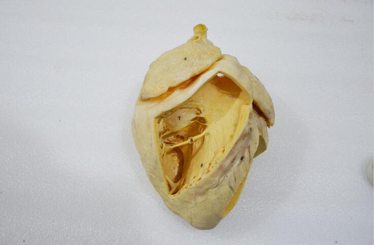 plastinated heart chamber of cow