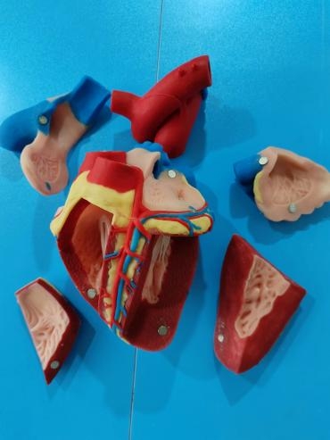 anatomy heart of cow soft silicone model