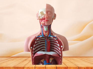 85cm human trunk soft silicone anatomy model