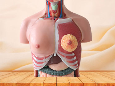 85cm human trunk anatomy model price