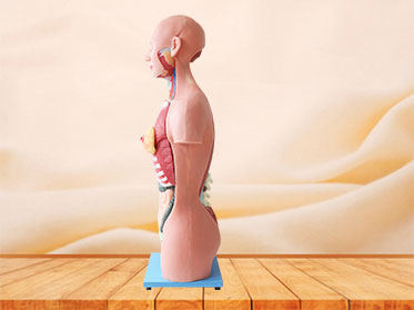 85cm human trunk soft anatomy model price