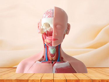 85cm human trunk soft silicone anatomy model price