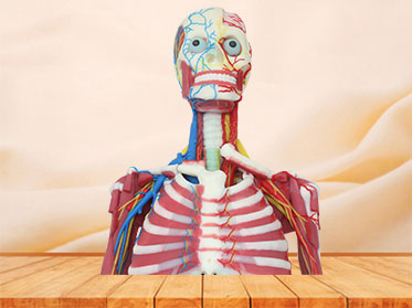 deep muscles, vascular and nerves of whole body soft anatomy model for sale