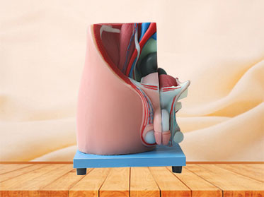 Median Sagittal Section of Male Pelvic  Anatomy Model for Sale
