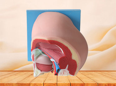 Median Sagittal Section of Male Pelvic Silicone Anatomy Model Price
