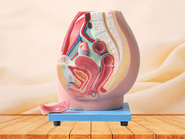 Median Sagittal Section Of Female Pelvic Silicone Anatomy Model for Sale