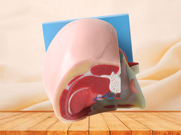 Buy Median Sagittal Section Of Female Pelvic Soft Silicone Anatomy Model