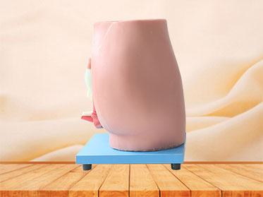 Buy Median Sagittal Section Of Female Pelvic Silicone Anatomy Model