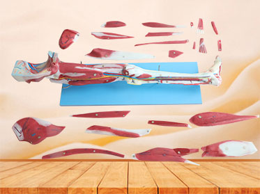 Dissection Of Lower Limb Soft Anatomy Model Price
