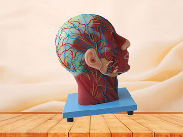 Superficial, Median And Deep Arteries, Veins, Vascular And Nerves Of Head And Face Soft Anatomy Model Price