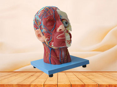 Superficial, Median And Deep Arteries, Veins, Vascular And Nerves Of Head And Face Soft Anatomy Model Price