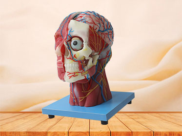 Superficial, Median And Deep Arteries, Veins, Vascular And Nerves Of Head And Face Soft Anatomy Model for Sale