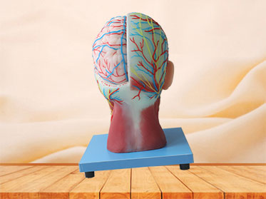 Superficial, Median And Deep Arteries, Veins, Vascular And Nerves Of Head And Face Silicone Anatomy Model for Sale