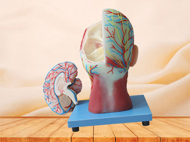 Buy Superficial, Median And Deep Arteries, Veins, Vascular And Nerves Of Head And Face Anatomy Model
