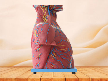 Median Vascular And Nerves Of Head, Neck And Prethoracic Anatomy Model for Sale