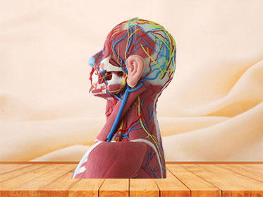 Median Vascular And Nerves Of Head, Neck And Prethoracic Anatomy Model Price