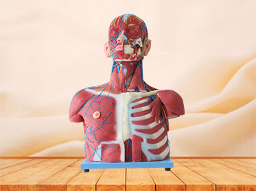 Median Vascular And Nerves Of Head, Neck And Prethoracic Soft Anatomy Model Price
