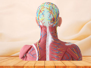 Median Vascular And Nerves Of Head, Neck And Prethoracic Silicone Anatomy Model