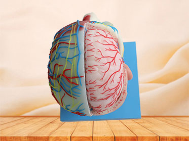 Cerebral Artery And Superficial, Median And Deep Arteries, Veins, Vascular, Nerves And Lymph Of Head And Face Anatomy Model for Sale