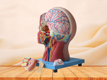 Superficial, Medial And Deep Arteries, Veins, Vascular And Nerves Of Human Head And Face Anatomy Model Price