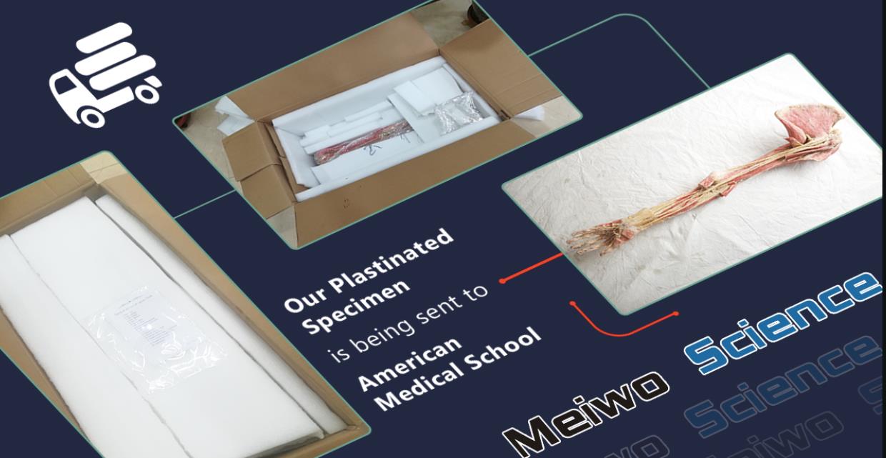 Zhengzhou MeiWo Science & Technology Co.,Ltd.