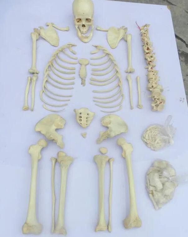 human bones