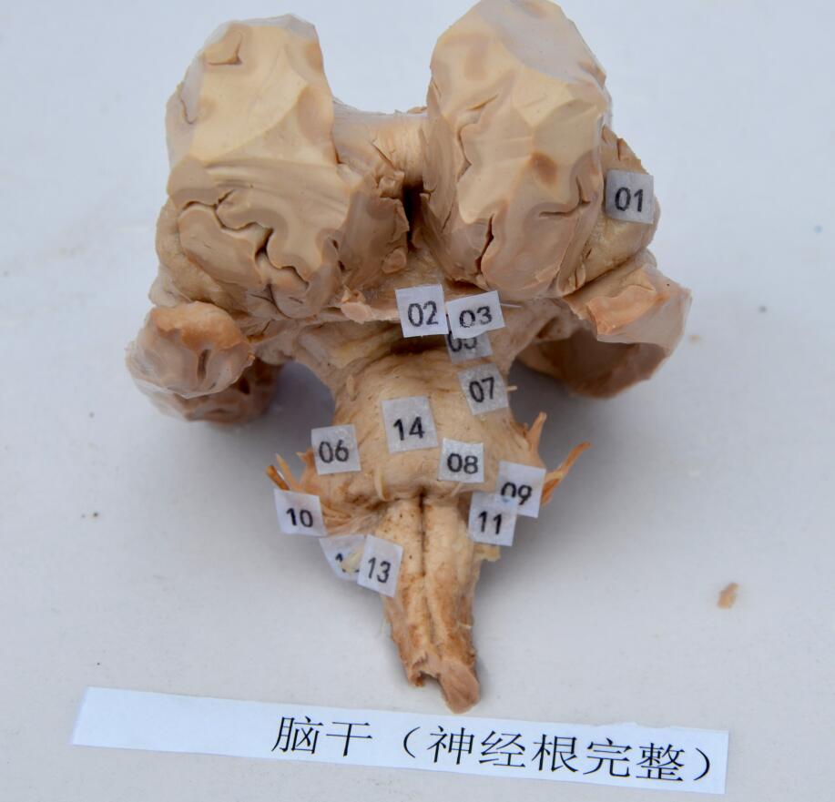 Zhengzhou MeiWo Science & Technology Co.,Ltd.