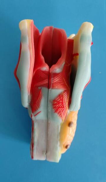 larynx soft silicone anatomy model