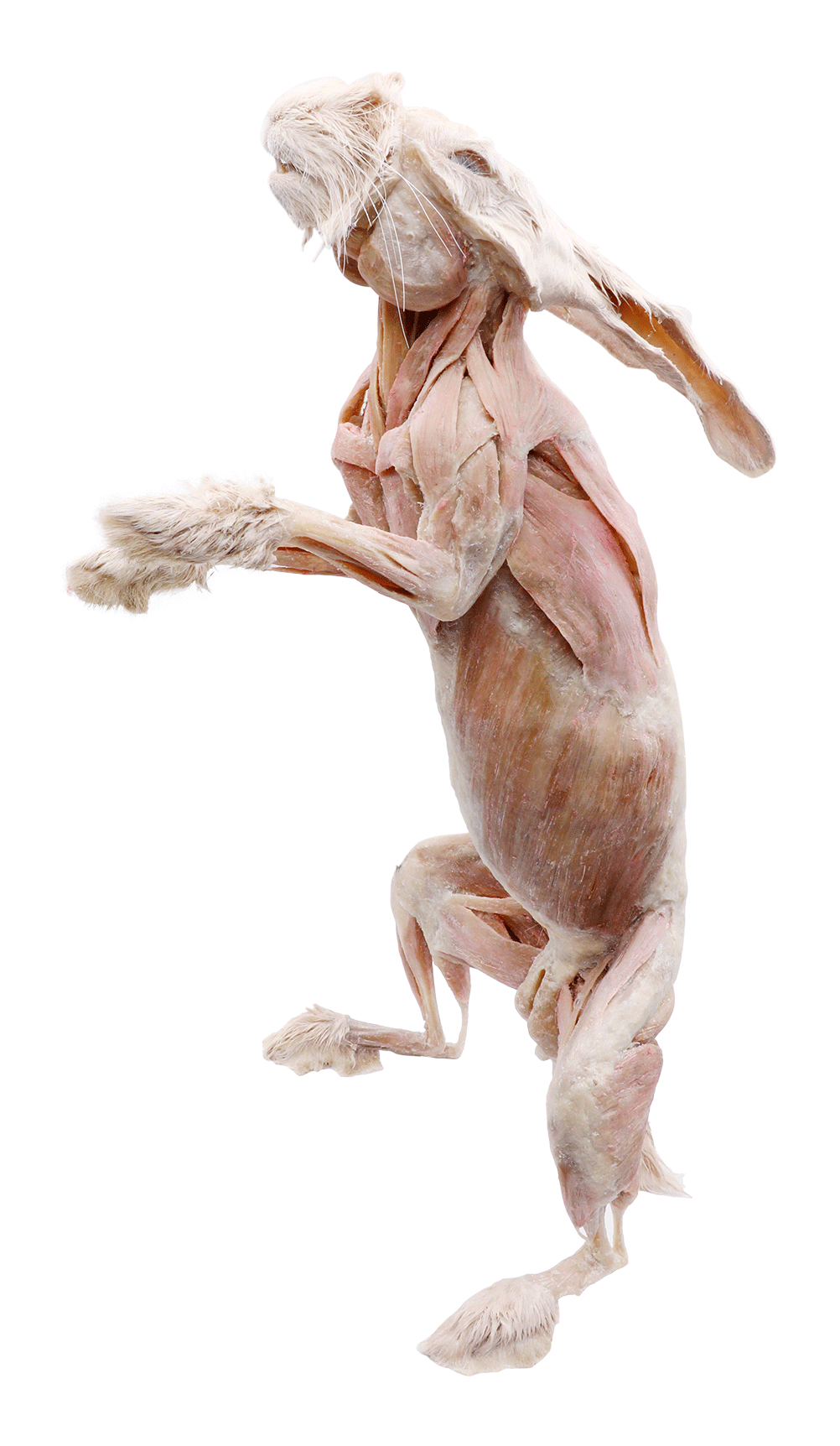 plastinated rabbit