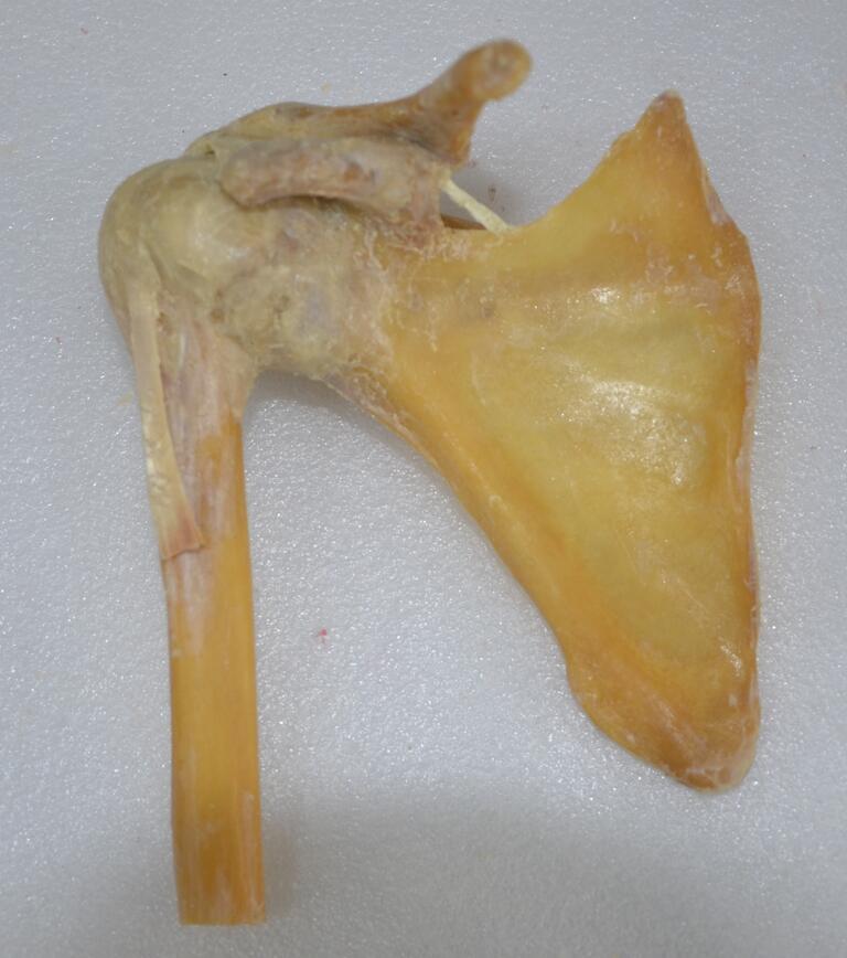 plastination shoulder joint