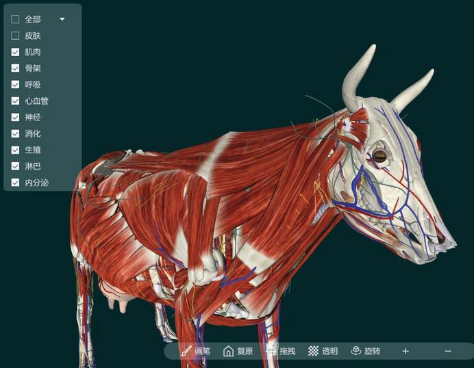 3d animal virtual anatomy software