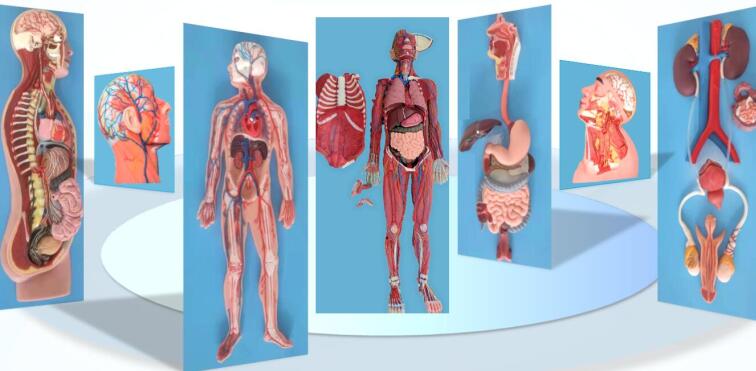 soft silicone anatomy model