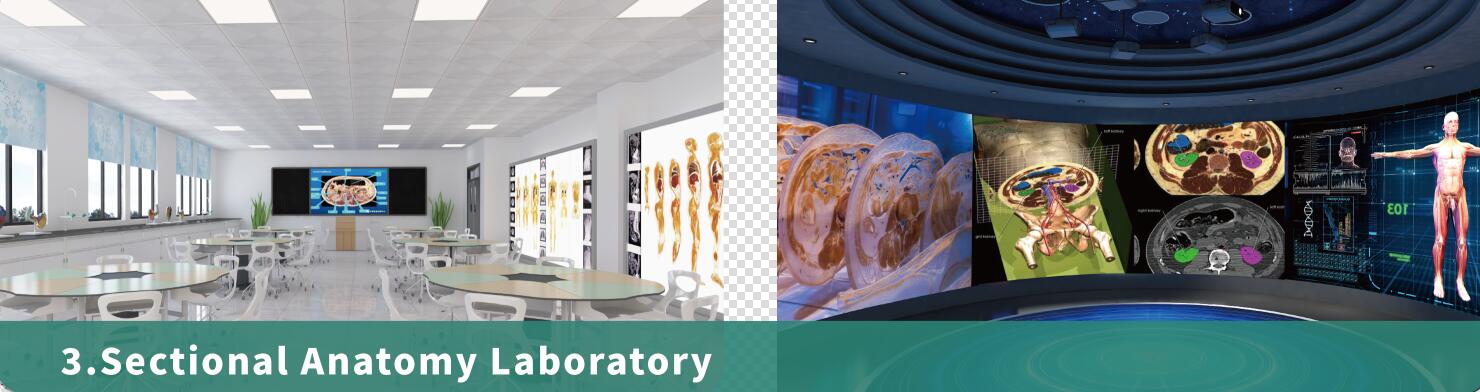 sectional anatomy lab