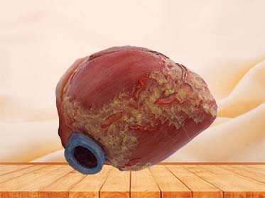 Pig heart anatomy model