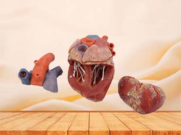 Pig Heart Anatomical Model Price