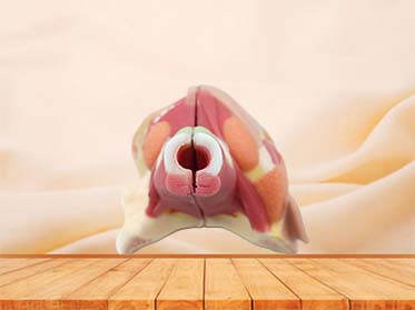 Soft Nose, Throat and Trachea Anatomy Model