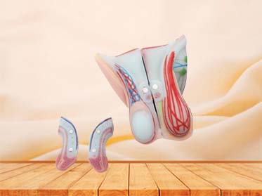 Male external and internal genitalia anatomy model for sale