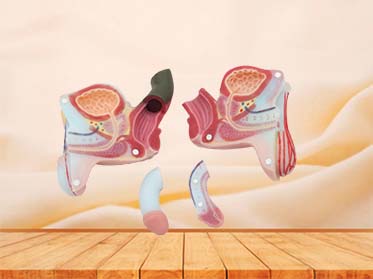 Male external and internal genitalia anatomy model price