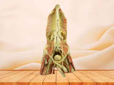 Azygos system plastinated specimen