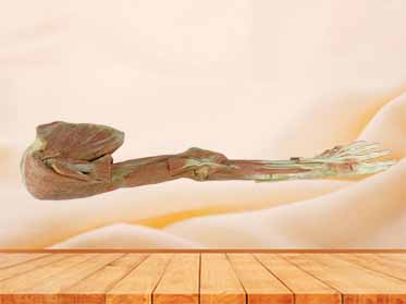 Deep muscle of upper limb anatomy specimen