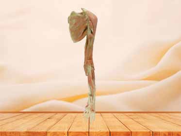 Deep muscle of upper limb plastinated specimen