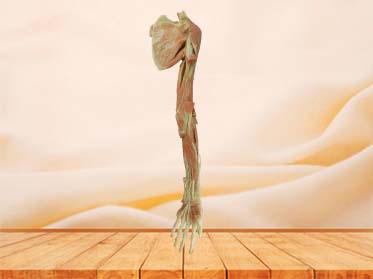 Deep muscle of upper limb plastination