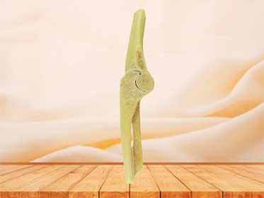 Elbow joint teaching specimen