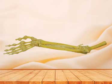 Joint of the upper limb for sale