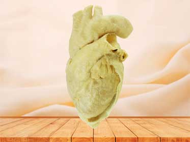 Pericardium