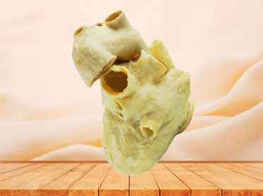Pericardium anatomical specimen