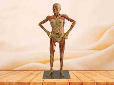 Pregnant woman medical specimen