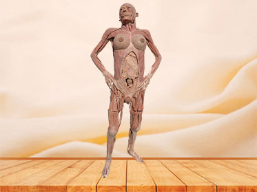 Pregnant woman plastinated specimen