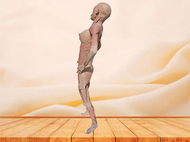 Pregnant woman plastination